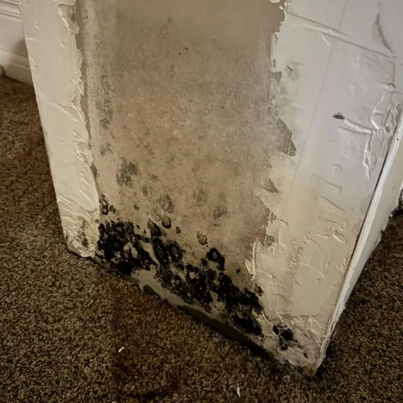 Professional Mold Removal in Gandy, FL